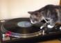 Katze auf Plattenspieler