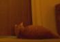 Katzenwecker