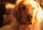 So bringt man einen Hund zum sabbern
