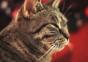 Musikalische Katze