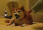 Hund vs. Satan