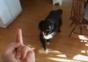 Hund mag den Stinkefinger nicht
