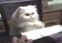 Drummercat