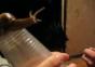 Schnecke mit Rythmus