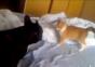 Angriff der Killerkatze