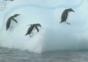 Pinguine auf einer Eisscholle