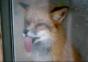 Hornoxe.com – Picdump #157
