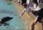 Fieser Delfin