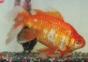 Riesiger Goldfisch