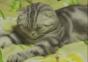 Diese Katze ist totmüde