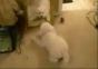 Puppy vs. himself