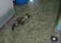 Katze stoppt vor nichts