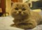 Kleine Katze pennt ein
