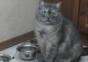 Katze hat Hunger