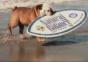 Surfender und skatender Hund