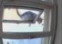 Katze verwechselt Katzenklappe mit Fenster