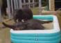 Elefanten Pool-Party