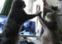 Katzen Klatschspiel