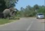 Elefant vs. Auto