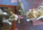 3 Cats - 1 Steak