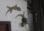 Gecko rettet Artgenossen vor einer Schlange