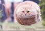 Hornoxe.com - Picdump #146