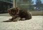 Laserschwert Katze