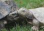 Schildkröte als Freund