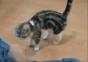 Dressierte Katze