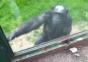 Affe zettelt Ausbruch an