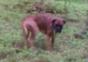Jagdhund in Schweden