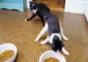 Katzen nach der Narkose