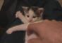 Katze spielt auf einer unsichtbaren Harfe