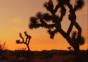 Zeitraffer – Joshua Tree Journey Part 2