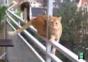 Suizid Funny Cats