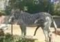 Geiles Zebra