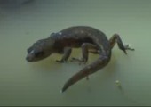 Wasserabweisender Gecko