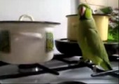 Papagei macht Krawall