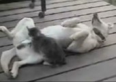 Katze massiert Hund