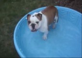 Diese Bulldogge freut sich über ihren neuen Pool