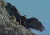 Da wirft der Adler die Ziege vom Berg