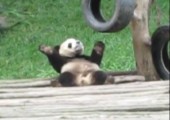 Der tanzende Panda