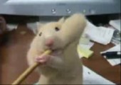 Hamster will Bleistift essen