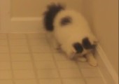 Katze jagt ihren eigenen Schatten