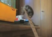 Hamster hat Problem mit Leiter