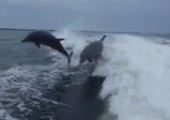 Delfin Kollision