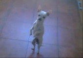 Tanzender Chihuahua