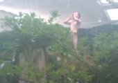 Remi Gaillard - Tarzan