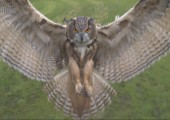 Eule im Anflug