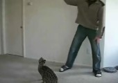Springende Katze